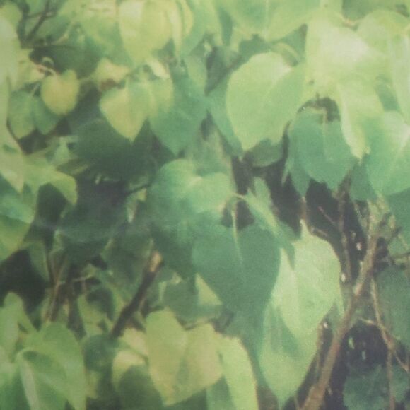 4@30.00 or 20.00 𝅺NWOT  Decorative Bottle Tree Banner - Picture 5 of 15